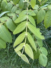 Juglans