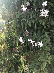 Jasminum polyanthum