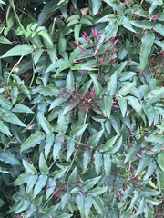 Jasminum polyanthum