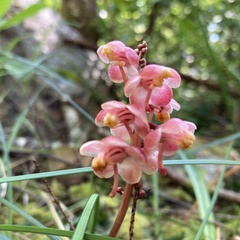 Pyrola aphylla