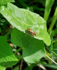 Isotes multipunctata