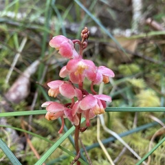 Pyrola aphylla