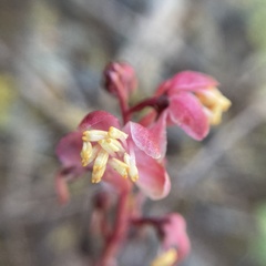 Pyrola aphylla