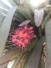 Aechmea distichantha