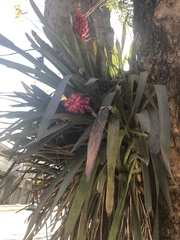 Aechmea distichantha