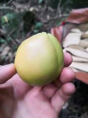 Adenia cardiophylla