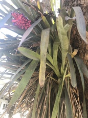 Aechmea distichantha