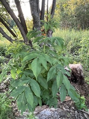 Sambucus racemosa