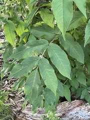 Sambucus racemosa
