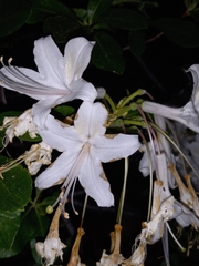 Rhododendron occidentale
