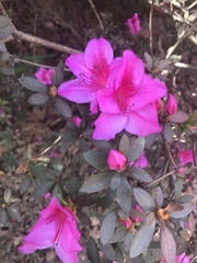 Rhododendron