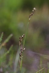 Juncus squarrosus