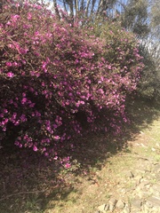 Rhododendron