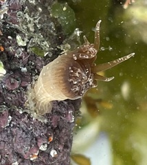 Anthopleura ballii