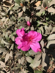 Rhododendron