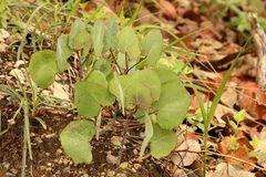 Roldana sessilifolia
