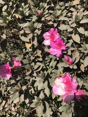 Rhododendron