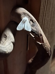 Spilosoma vestalis