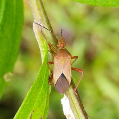 Hypselonotus orientalis