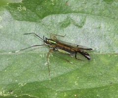 Miasa wallacei
