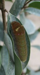Papilio multicaudata grandiosus