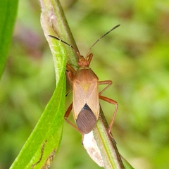 Hypselonotus orientalis