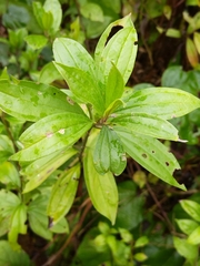 Hypselonotus orientalis