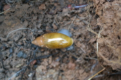 Streptostyla