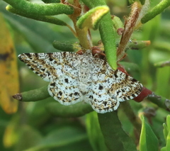 Eufidonia discospilata