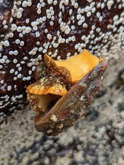 Haliotis kamtschatkana