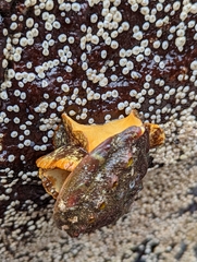 Haliotis kamtschatkana