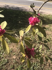 Rhododendron