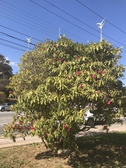 Rhododendron