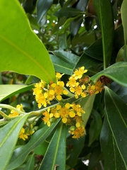 Tristaniopsis laurina