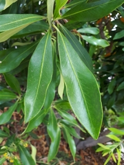 Tristaniopsis laurina