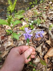 Phlox stolonifera