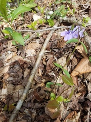 Phlox stolonifera