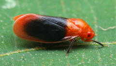 Eoscarta aurora