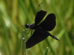 Rhyothemis fuliginosa