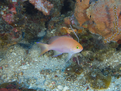 Pseudanthias pleurotaenia