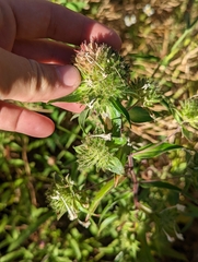 Collomia grandiflora