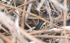 Gloydius himalayanus