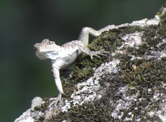 Laudakia tuberculata