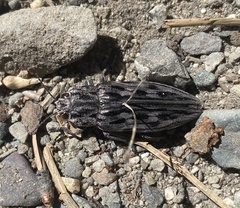 Chalcophora angulicollis