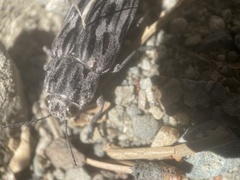 Chalcophora angulicollis