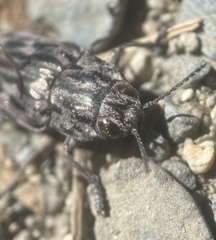 Chalcophora angulicollis