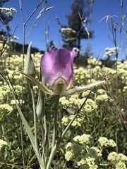 Calochortus nitidus