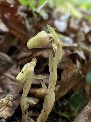 Monotropa