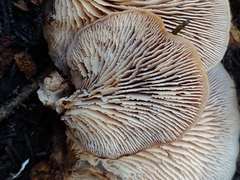 Lentinellus montanus