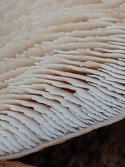 Lentinellus montanus